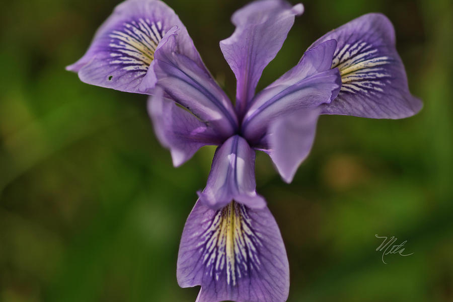Wild Iris Photograph by Meta Gatschenberger