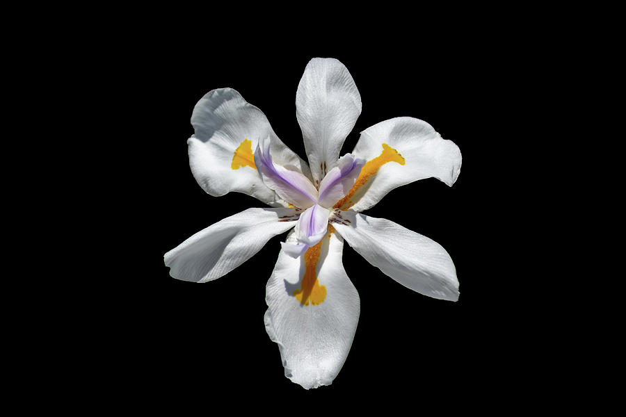 Wild Iris on Black  Photograph by Alison Frank
