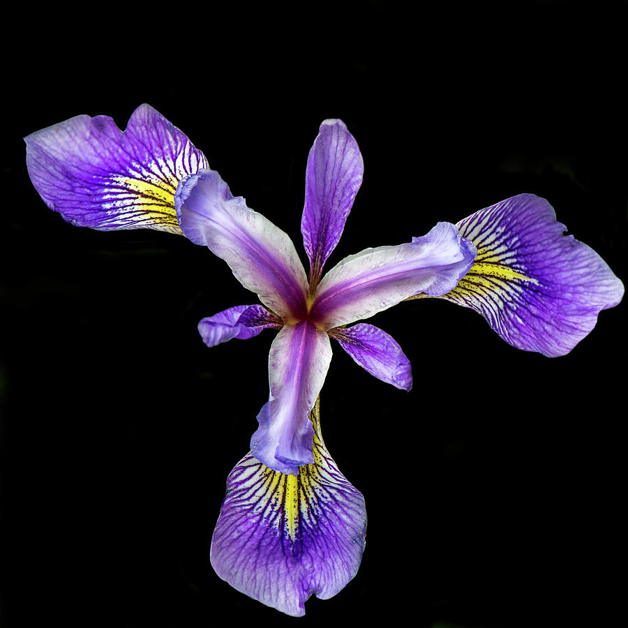 Wild Iris on black Photograph by Paul Freidlund