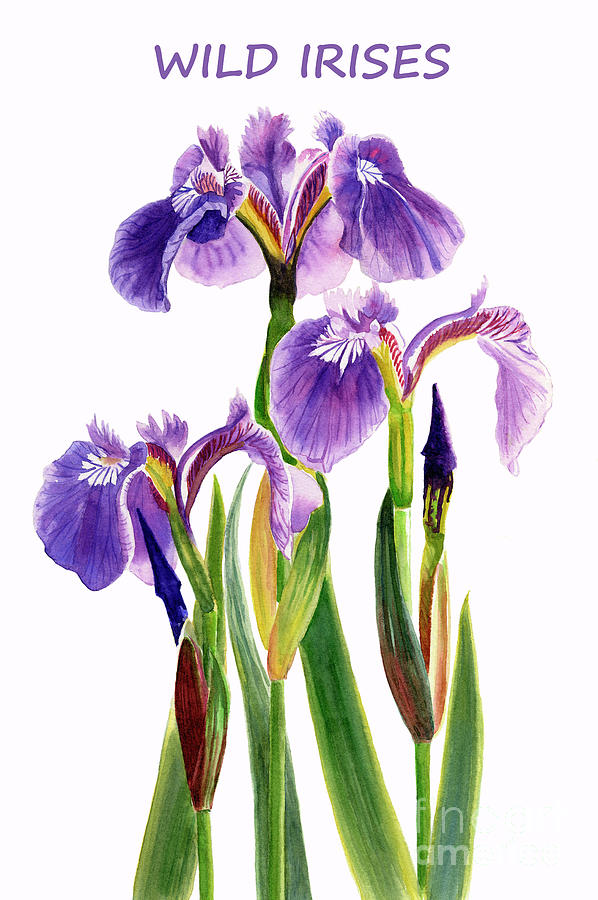 Flower Painting - Wild Iris Poster by Sharon Freeman