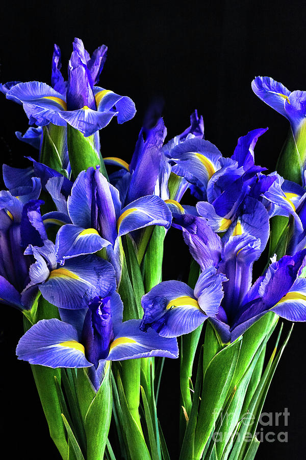 Wild Iris Photograph by Susan Warren