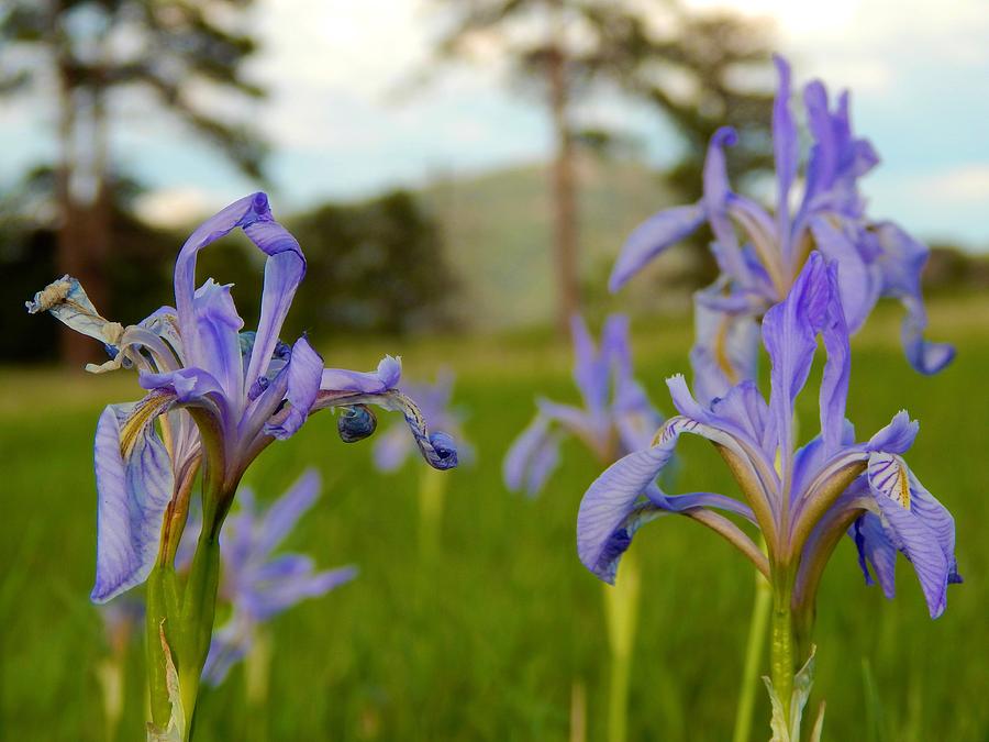 Wild Irises 2 Photograph by Dan Miller