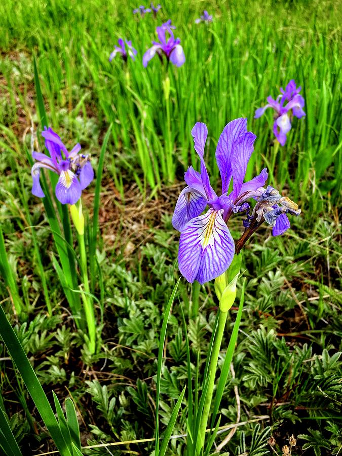 Wild Irises 3 Photograph by Dan Miller