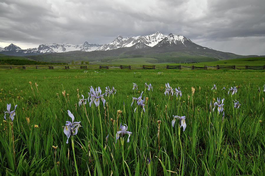 Wild Irises along Last Dollar Road Photograph by Ray Mathis