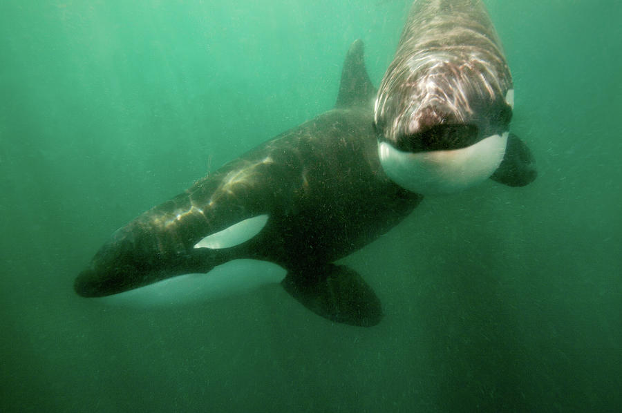 Wild Killer Whales Orcas Photograph by James R.d. Scott