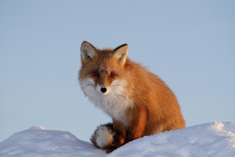 Wild Kind Fox Photograph by Dmitrynd