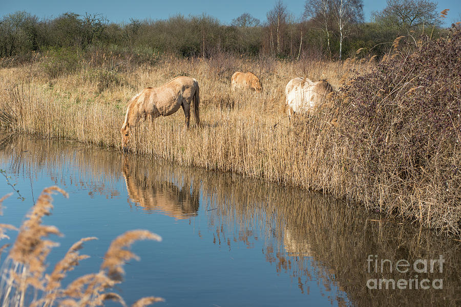 Wild Konik ponies Photograph by Andrew Michael
