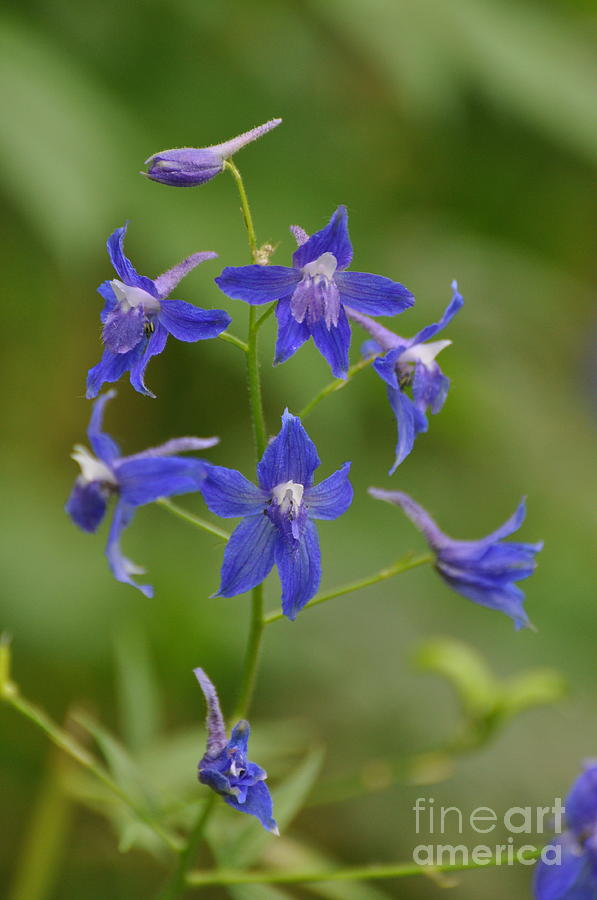 Wild Larkspur Photograph by Emilia Brasier - Fine Art America