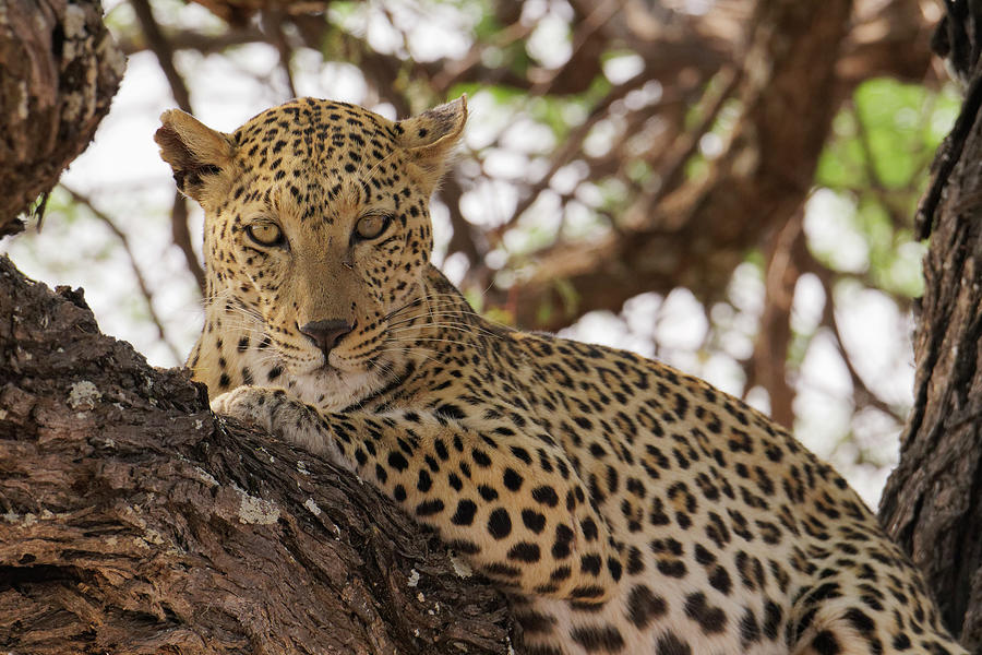 Wildlife Photograph - Wild Leopard Resting In Tree In Eastern by Brenda Tharp