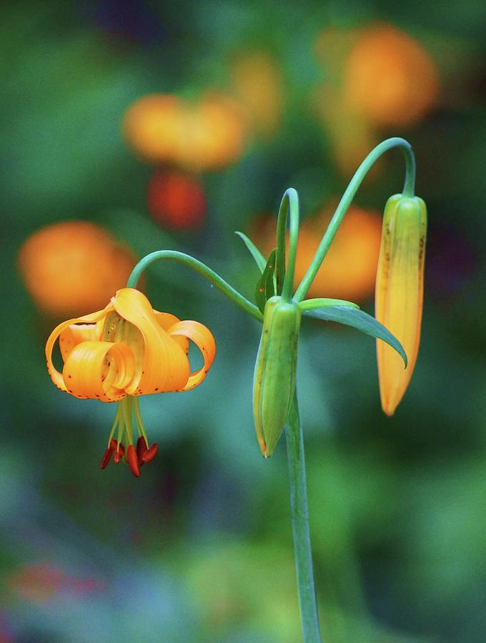 Wild Lily Photograph by Fred Bailey