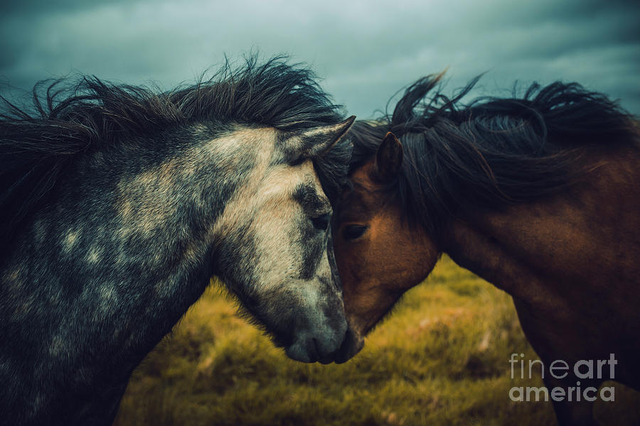 Wild Love Photograph by Andris Barbans / 500px