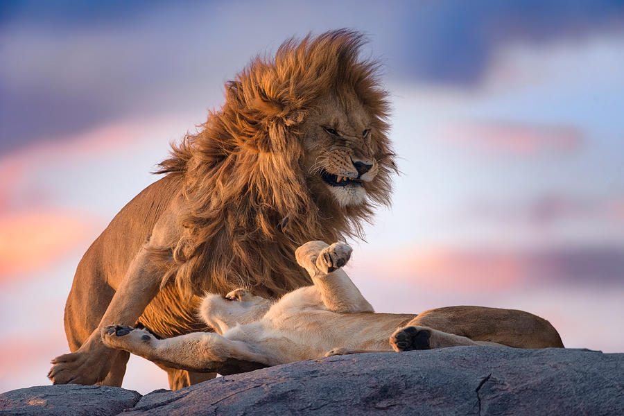 Animal Photograph - Wild Love by Mario Vigo