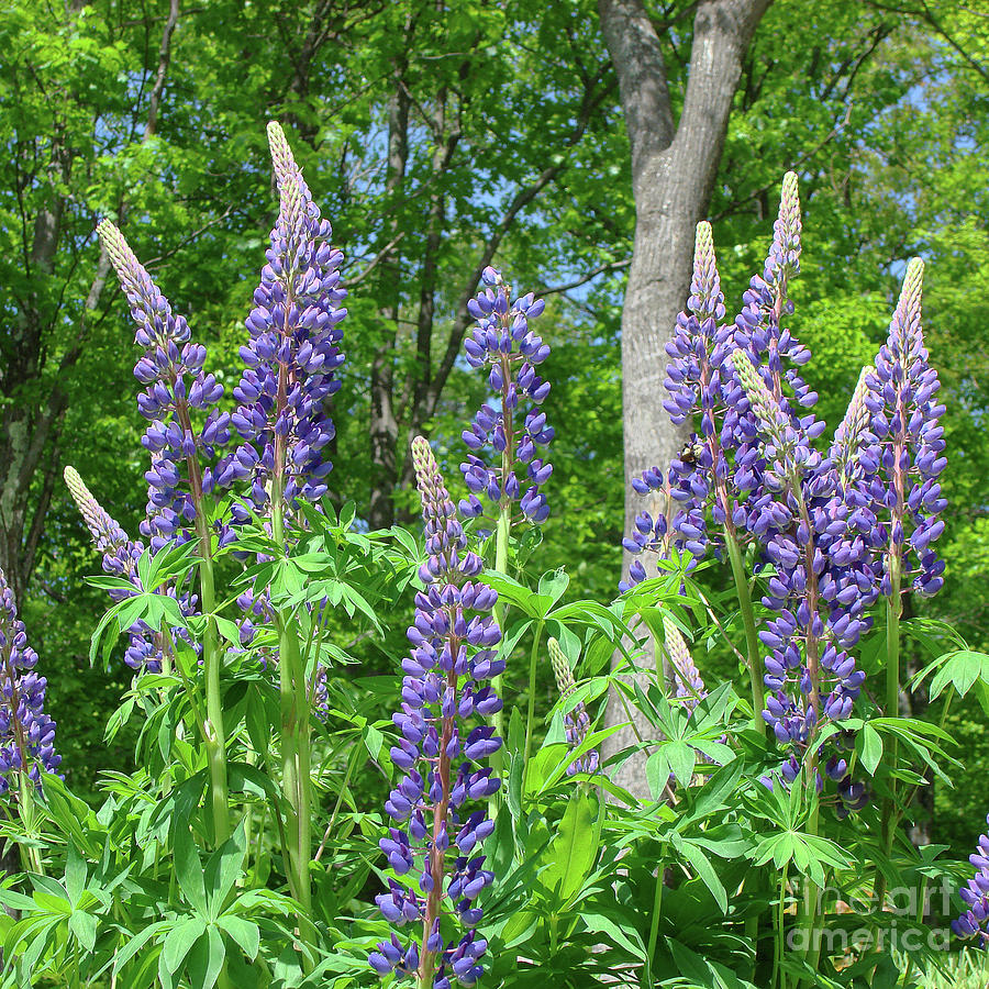 Wild Lupine 11 Photograph by Amy E Fraser