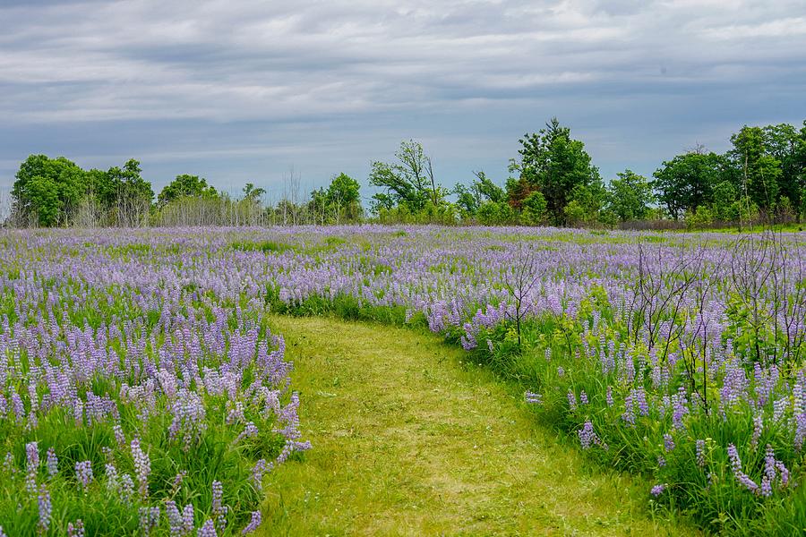 Wild Lupines Trail Photograph by Susan Rydberg