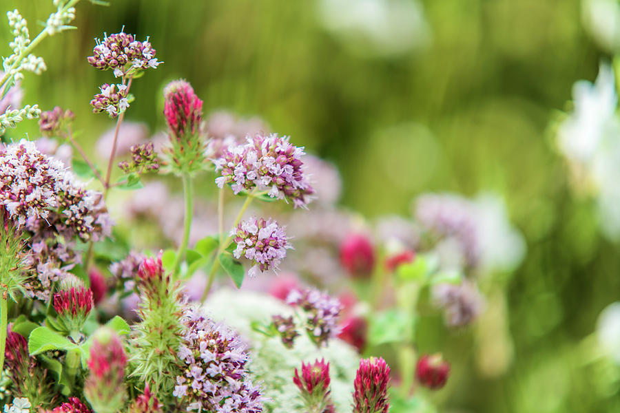 Wild Marjoram And Red Clover Flowers In Meadow Photograph by Bildhbsch