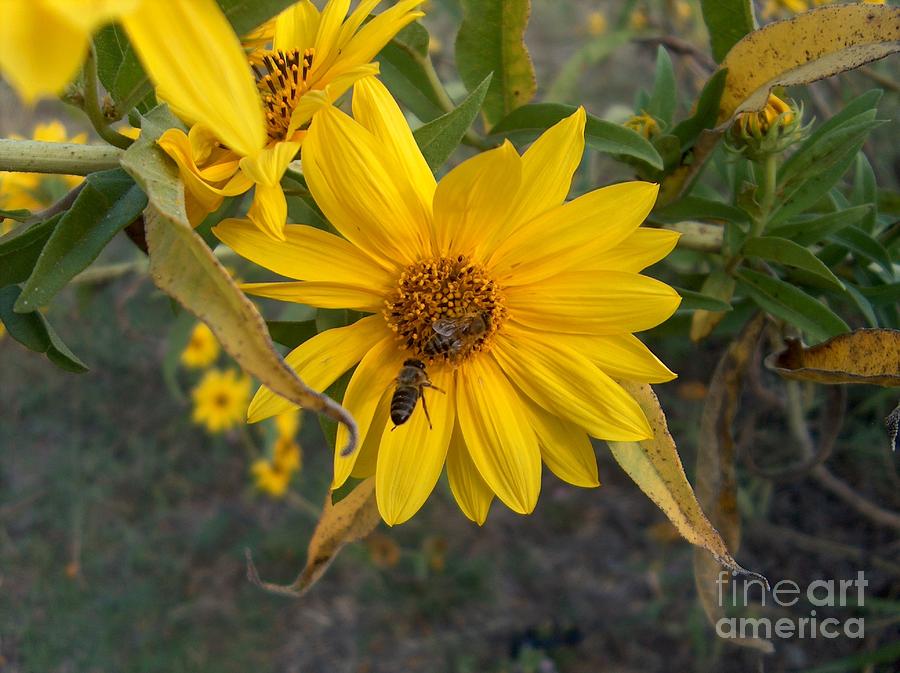 Wild Maximilian Sunflowers Two Bees Photograph By Joney Jackson Pixels