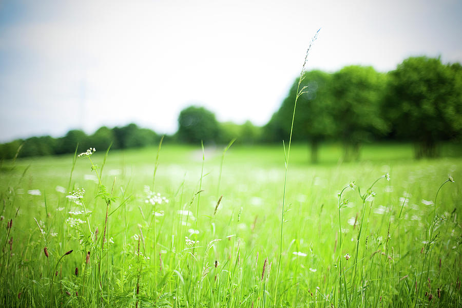 Wild Meadow Photograph by Daneger
