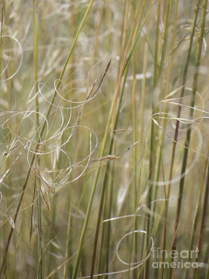 Wild Meadow Grass 7 Photograph by Christy Garavetto