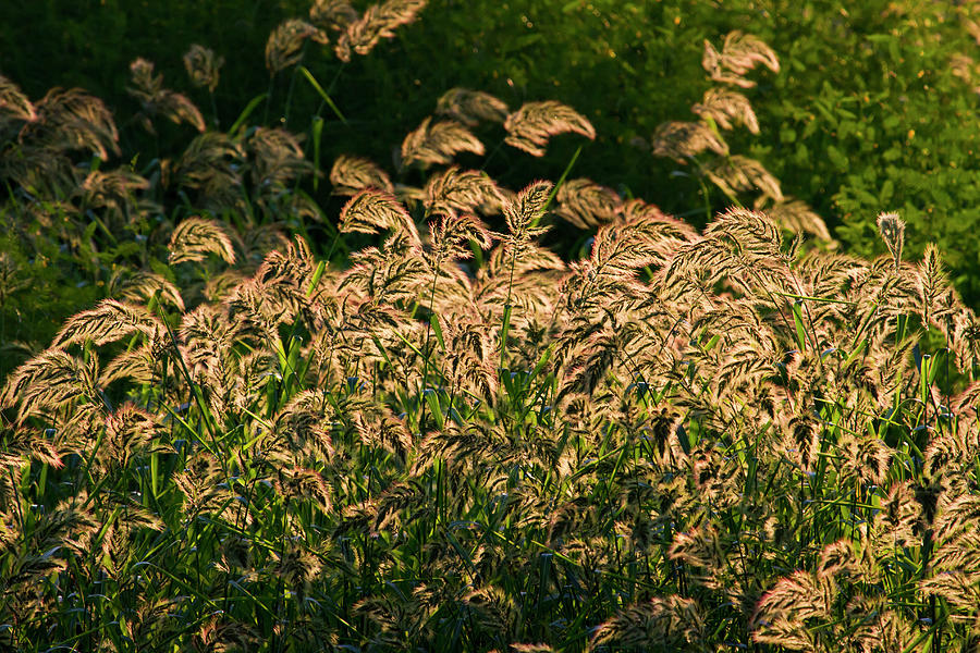 Wild Millet Panicum Sp Growing In by Danita Delimont