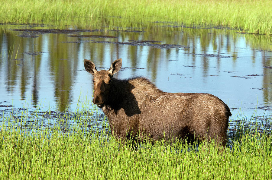 Wild Moose Alces Alces In Pond Along Photograph by Mark Newman