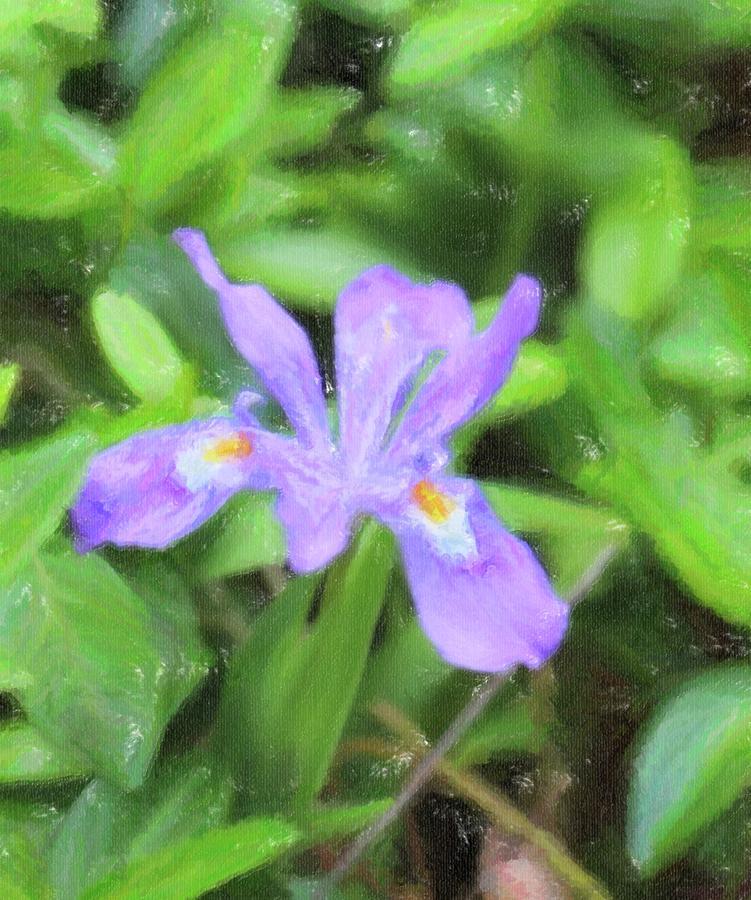 Wild Mountain Iris 4 Photograph