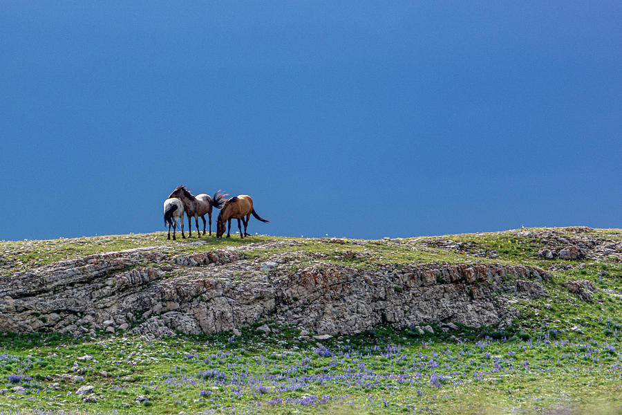 Wild Mountaintop Mustangs Photograph by Douglas Wielfaert