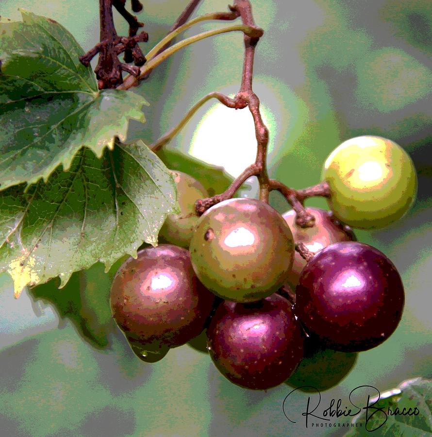 Wild Muscadine Grapes from an Artists View Photograph by Philip And Robbie Bracco