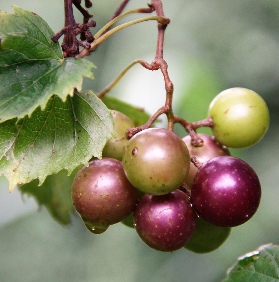 Wild Muscadine Grapes Photograph by Philip And Robbie Bracco