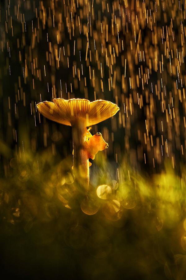 Wild Mushroom And Golden Frog Photograph by Rubby Adhisuria