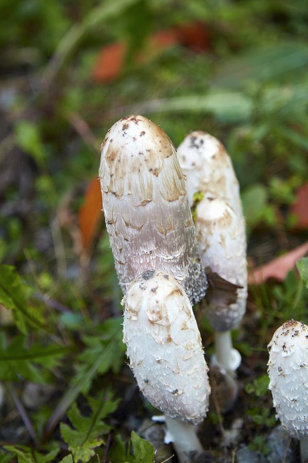 Wild Mushrooms Photograph by Brenda Spaude