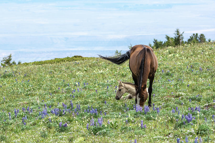 Wild Mustang and Foal on Pryor Mountain Photograph by Douglas Wielfaert