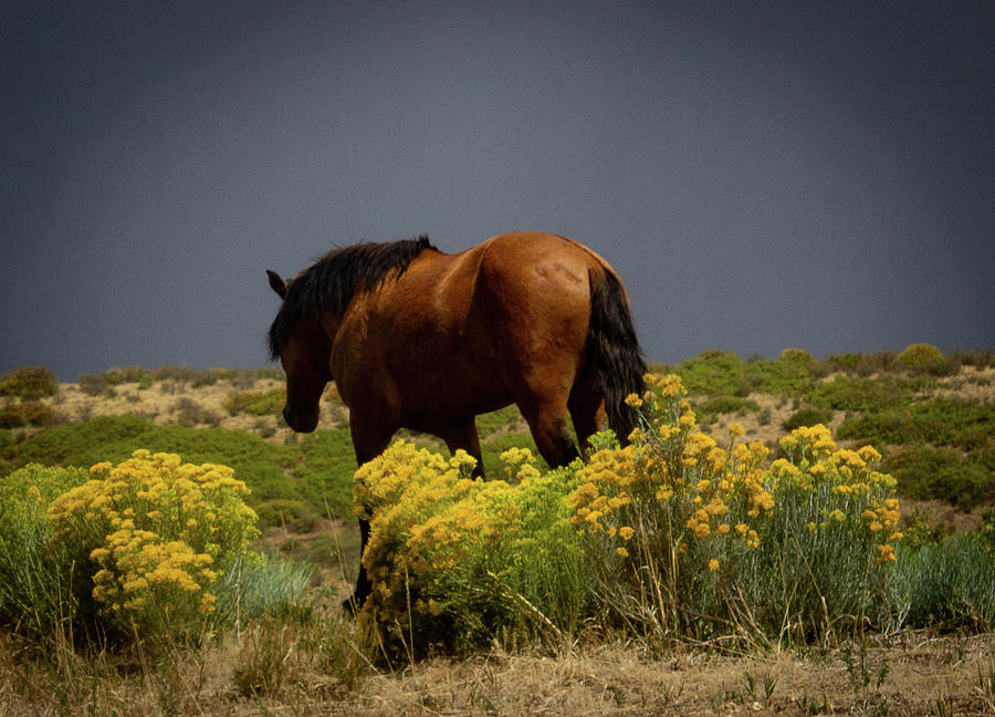 Wild Mustang Photograph by Elaine Webster