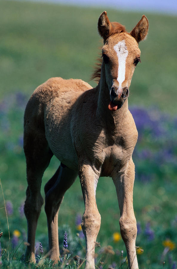 Wild Mustang Equus Caballus Foal In Photograph by Eastcott Momatiuk