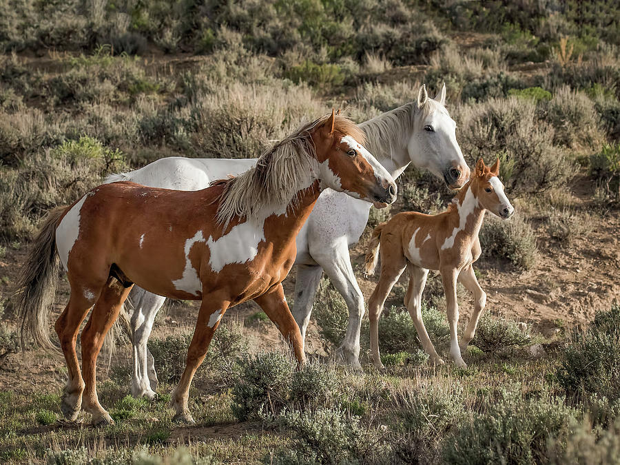 Wild Mustang Family Photograph by Dawn Key