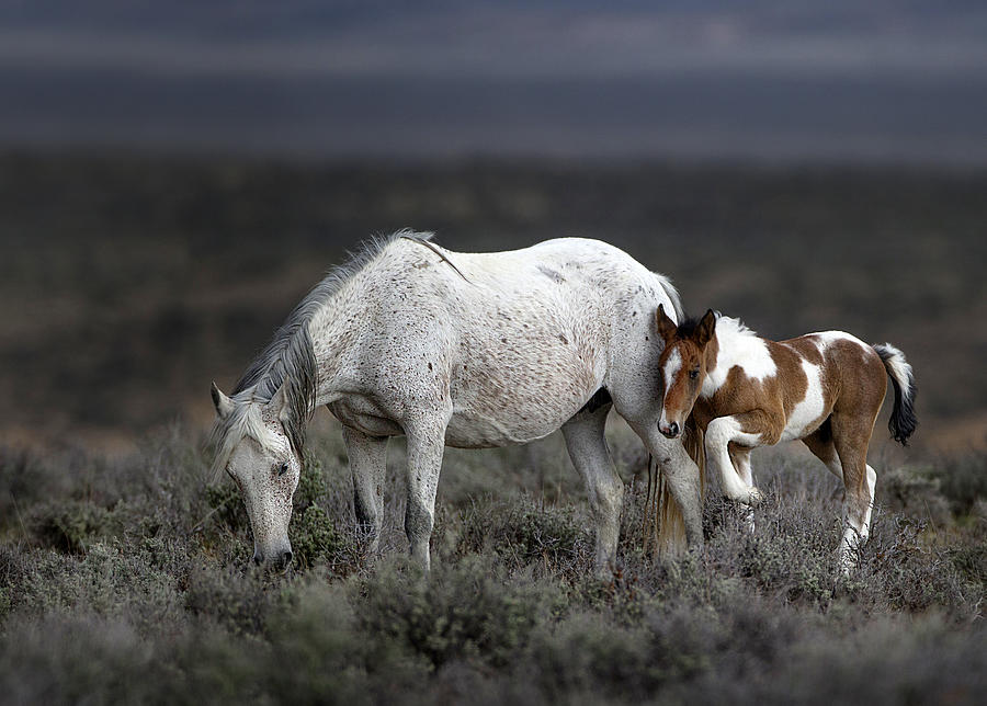 Wild Mustang Generations ... Photograph by Verdon