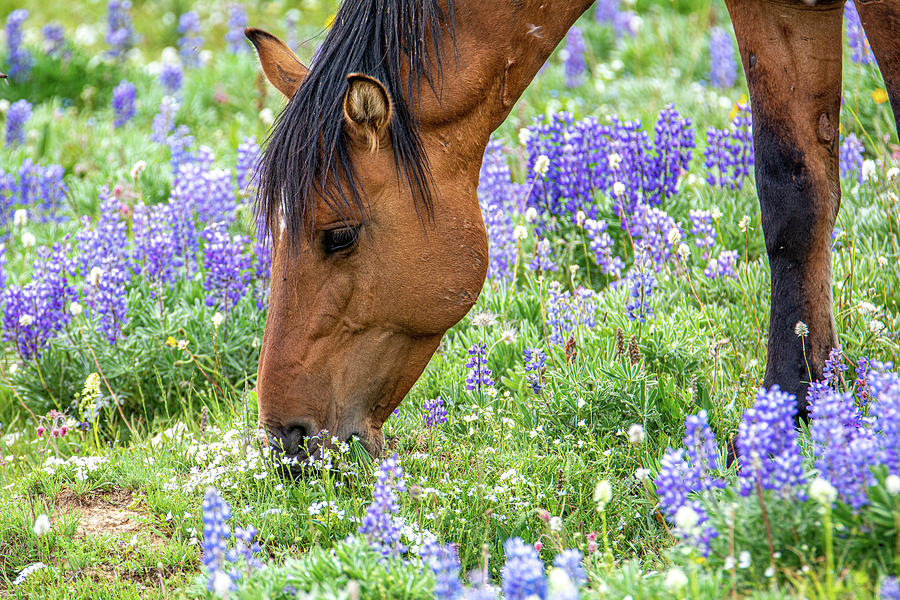 Wild Mustang Summer Pasture Photograph by Douglas Wielfaert