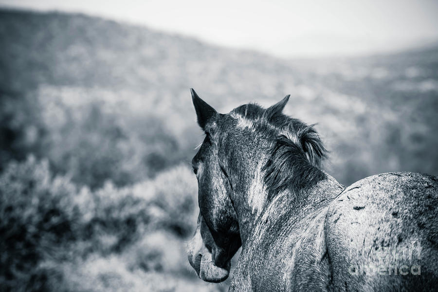 Wild Mustang Tonto National Park Arizona Photograph by Edward Fielding