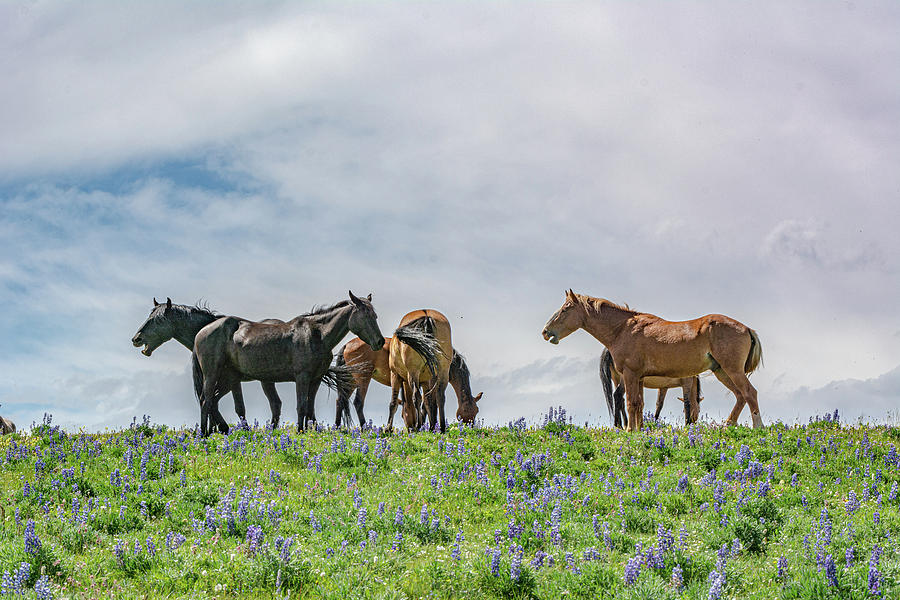 Wild Mustangs Against the Western Sky Photograph by Douglas Wielfaert