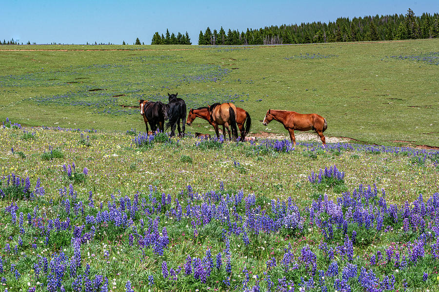 Wild Mustangs Amidst Lupines Photograph by Douglas Wielfaert