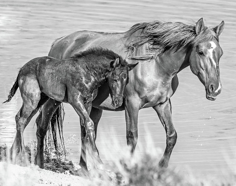 Wild Mustangs in Black and White #1 Photograph by Mindy Musick King
