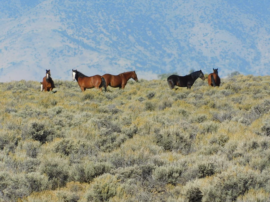 Horse Photograph - Wild Mustangs in Colorado by Mikie Does Outdoors