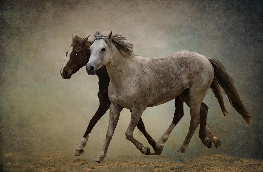 Wild Mustangs Photograph by Jane Lyons