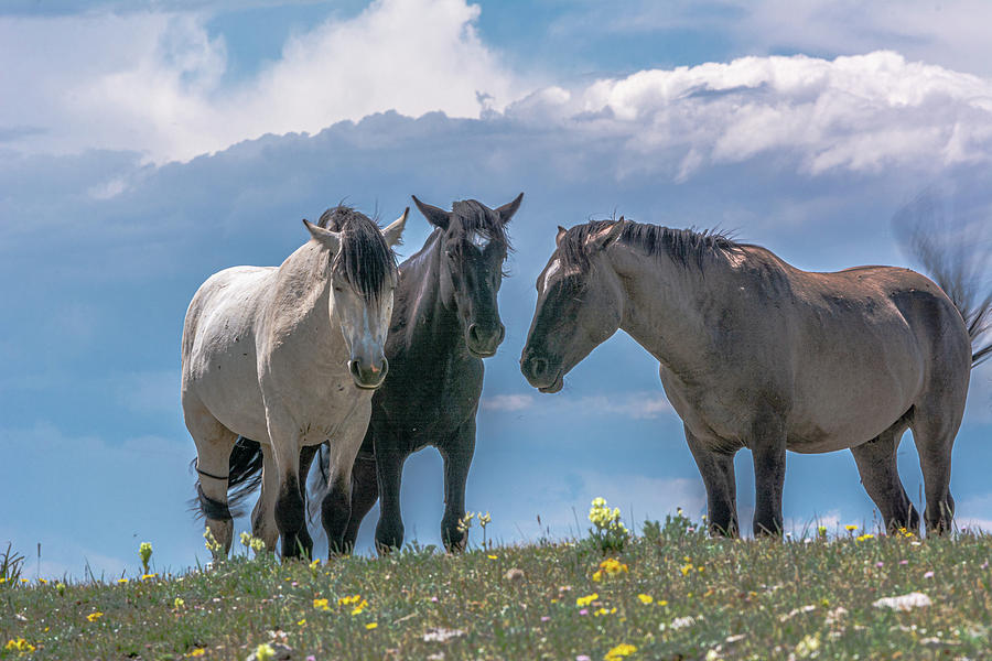 Wild Mustangs of Montana Photograph by Douglas Wielfaert