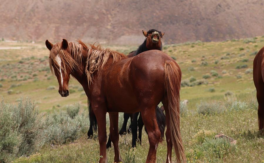 Wild Mustangs of Nevada by Paul Comish Wild Mustangs of Nevada by Paul Comish