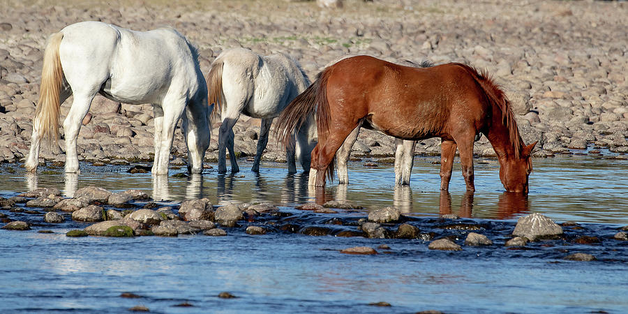 Wild Mustangs of the Salt River #1 Photograph by Mindy Musick King