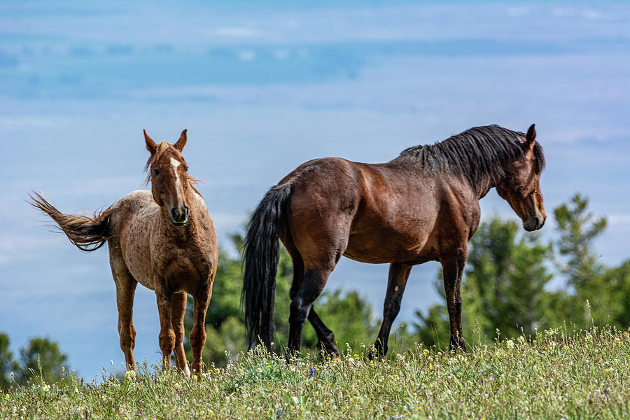 Wild Mustangs of the Western United States Photograph by Douglas Wielfaert