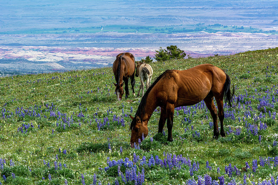 Wild Mustangs over the Big Horn Valley Photograph by Douglas Wielfaert