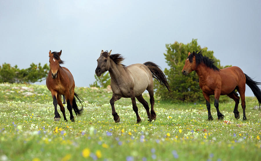 Wild Mustangs, Wyoming Digital Art by Kristel Richard