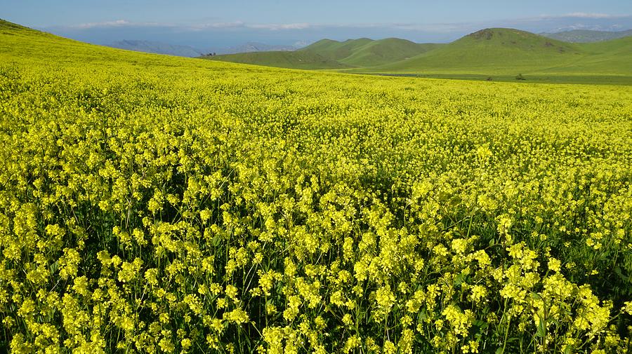 Wild Mustard Yokohl Valley Photograph by Brett Harvey