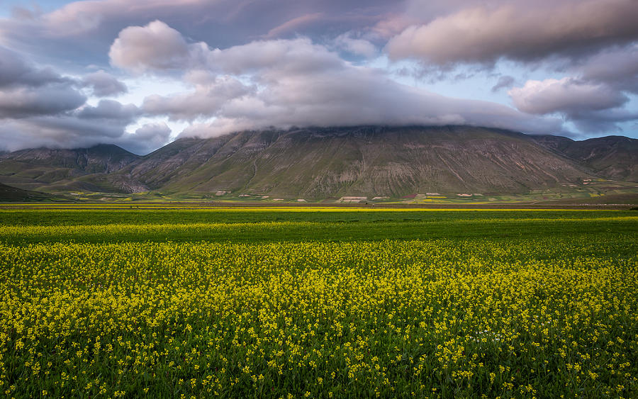 Landscape Photograph - Wild Mustard by Sergio Barboni